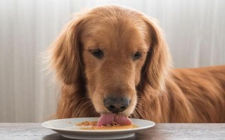 狗狗突然嘔吐的原因，可能是吃的太多所致