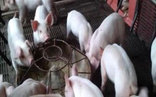 國(guó)家扶持的養(yǎng)殖項(xiàng)目，常見的有生豬、肉牛、肉羊等
