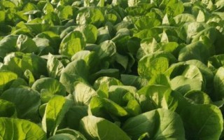 夏季哪些蔬菜可以露天種植，包括小白菜、空心菜、番茄、茄子等品種