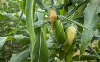 真玉10號（區(qū)試名稱：R1907）玉米種子簡介，生育期151天