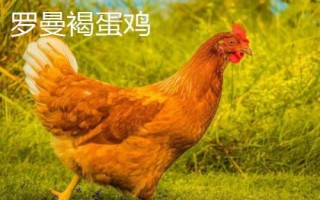 蛋的品種，最常見(jiàn)的種類是雞蛋