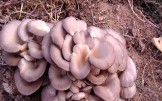 菌種選育方法，可自然選育和誘變育種