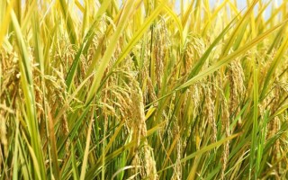 岡香707水稻種子介紹，該品種屬秈型三系雜交水稻