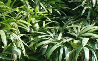 棕竹葉子發(fā)黃的原因，光照過強、盆土堿性化等均會導致