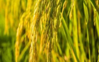 早優(yōu)1801水稻品種簡(jiǎn)介，全生育期110.6天