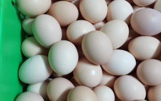 哪個(gè)品種的雞蛋最有營(yíng)養(yǎng)，土雞蛋中的葉黃素含量要高一些
