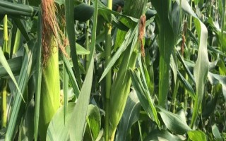 金梁199玉米種子介紹，4月下旬至5月上旬播種