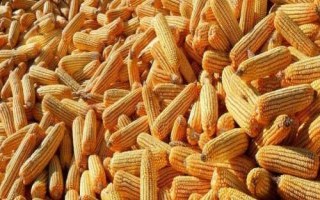 長(zhǎng)虹2號(hào)玉米種子介紹，每畝用15千克尿素