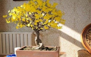 迎春花冬天要放到室內(nèi)嗎，北方建議放室內(nèi)養(yǎng)殖