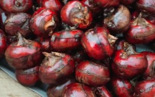 中國荸薺的主產(chǎn)地，白湖鎮(zhèn)是中國最大的荸薺之鄉(xiāng)