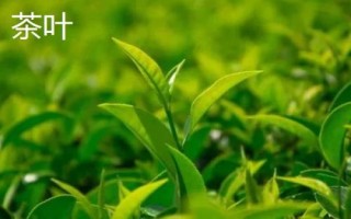 四川省營(yíng)山縣的特產(chǎn)，油豆腐、咂酒、酸辣豆花很有名
