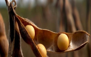 吉大豆1號大豆品種簡介，中抗大豆灰斑病
