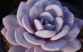 多肉植物景天科擬石蓮花屬有哪些，常見(jiàn)以下9種