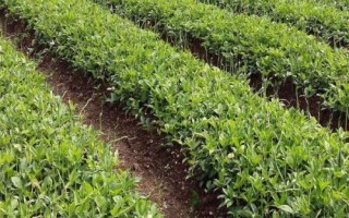 半夏的種植技術(shù)，可用塊莖、珠芽和種子繁殖