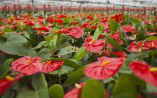 紅掌爛根怎么辦，先洗根再剪掉爛根