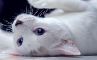 貓自發(fā)性膀胱炎癥狀，會(huì)出現(xiàn)亂排尿、尿頻等行為