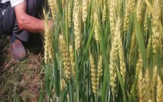 種麥的最佳溫度，冬性小麥的適宜播種溫度為16-18°C