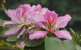 紫荊花的花語，寓意繁榮、壯觀、奮進