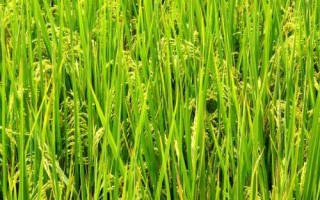 淮稻41水稻種子特點，遲熟中粳稻品種