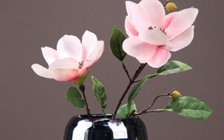 玉蘭花的水培方法，水培前需先進(jìn)行脫盆處理