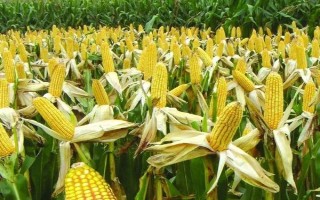 奇立科867玉米種子特征特性，中抗灰斑?。?-5級）