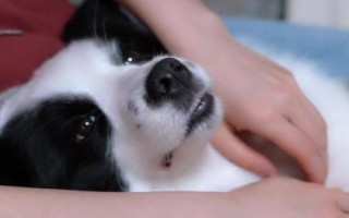 怎么幫狗狗按摩，分為頭部按摩、耳部按摩、背部按摩、肩部按摩等