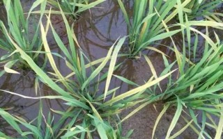 黃廣華占1號水稻種子特點，晚造種植應(yīng)及早播種
