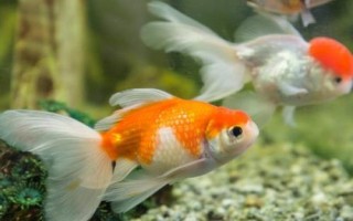 如何區(qū)分金魚的公母，成年后可通過(guò)觀察腹部區(qū)分