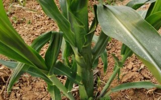 龍生19號(hào)玉米種子介紹，適宜播期4月下旬至5月上旬