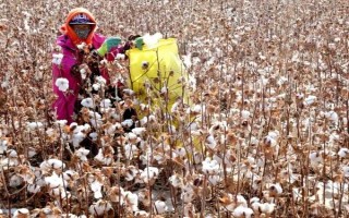 新陸早79號(hào)棉花品種簡介，適宜播期為4月10-25日