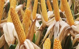 新丹001玉米種子介紹，遼寧省春播生育期130天
