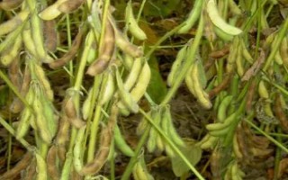北豆40大豆種子介紹，在適應(yīng)區(qū)5月上旬播種
