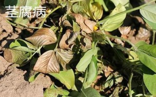 花生中后期常見的四種病害及防治方法，不同病害的防治方法不同
