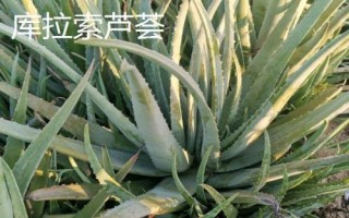 藥用蘆薈的種類，包括開(kāi)普蘆薈、皂質(zhì)蘆薈等品種