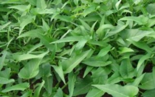 夏季哪些蔬菜可以露天種植，包括小白菜、空心菜、番茄、茄子等品種