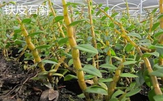 哪些中藥材有較好的種植前景，白芨、黃芪、甘草等品種的市場(chǎng)需求較大