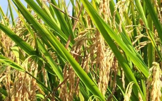 榮優(yōu)0861水稻品種簡介，秈型三系雜交晚稻遲熟品種