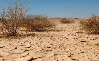 土地沙漠化如何防治，可防風(fēng)固沙、植物治理等