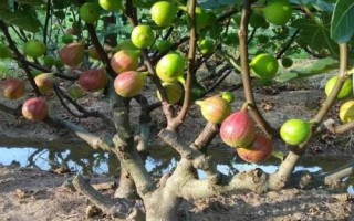 無(wú)花果的種植技術(shù)，可扦插、壓條或分株繁殖