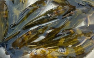 黃顙魚的產(chǎn)地，長江中下游的河流湖泊中較多