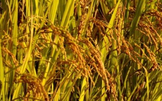 云資粳84號(hào)水稻種子特征特性，全生育期195.3天