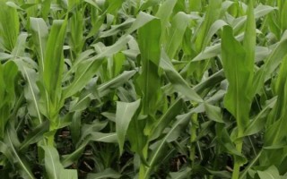 金剛98玉米種子特征特性