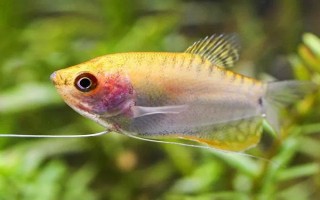 曼龍魚能和什么混養(yǎng)，能和月光魚、紅箭魚等混養(yǎng)