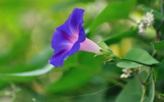 牽?；ǖ暮喗?，屬于一年生纏繞草本植物