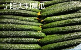 山東寧陽縣的特產(chǎn)，氣候四季分明