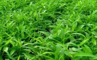 種植空心菜的方法，浸種催芽后再進行直播