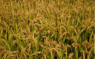 科優(yōu)1103水稻種子特點，每畝有效穗數(shù)15.5萬穗