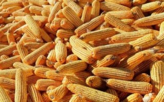 種星619玉米種子特點，苗期防治地老虎等地下害蟲