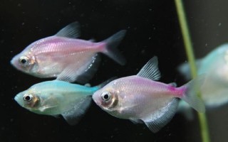 花天使魚好不好養(yǎng)，飼養(yǎng)難度一般