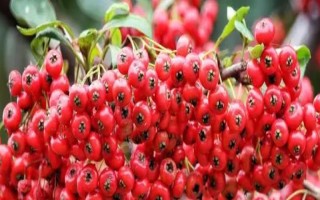 火棘的花語，寓意紅紅火火